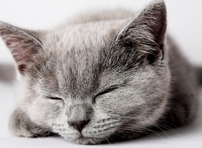 Wallpaper cat, cute, sleep, 5k, Animals 7068312073